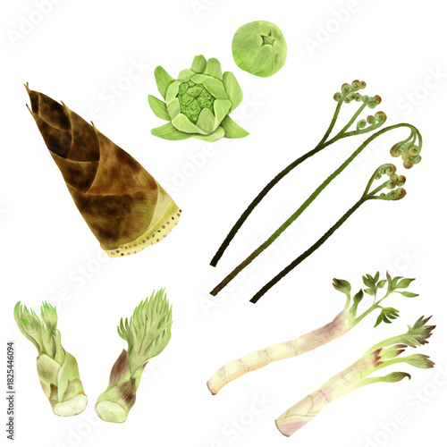 水彩風　春の山菜いろいろセット　手描き　写実的