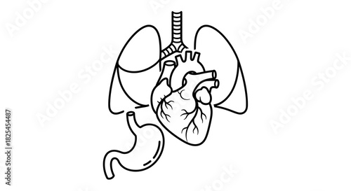 Human anatomy illustration: Lungs, heart, and stomach in simple black outline, perfect for medical education, health content, or scientific diagrams for learning