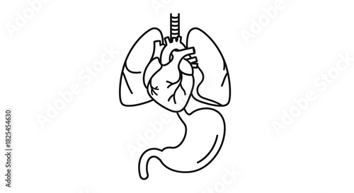 Striking anatomical diagram highlighting the intricate connections between the heart, lungs, and stomach, perfect for educational materials and medical illustrations