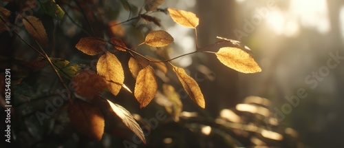 Close-Up of Autumn Leaves in Soft Morning Light with Natural Background in Gentle Forest Environment