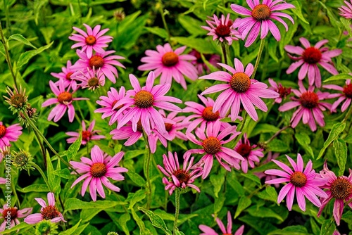 A field of  Echinacea, Echinacea purpurea, flower. Arizona.
