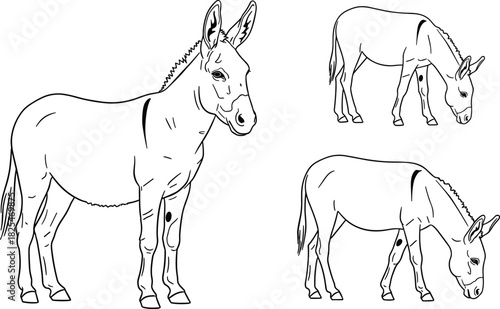 Donkey line art vector illustration set featuring standing and grazing burro poses isolated on white.