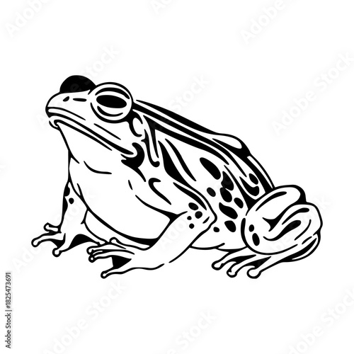 wildlife and nature: frog illustration