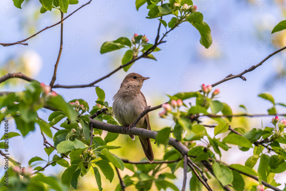 Obraz premium Thrush Nightingale, Luscinia luscinia. A bird sits on a tree branch and sings