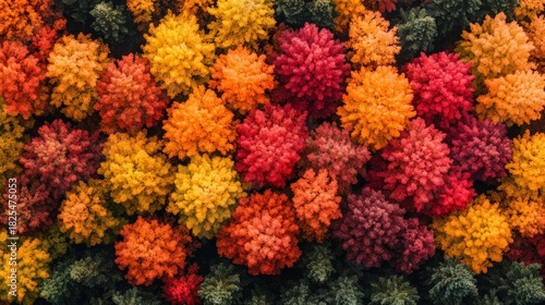 Autumn forest canopy, vibrant colors (3)