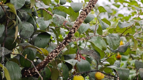 Obraz na płótnie Mealybug on jujube tree branch.