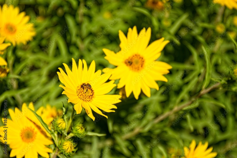 Obraz premium Closeup of a vivid yellow Western Sunflower, Helianthus occidentalis. A honey bee, Apis mellifera, is on one of the flowers, Arizona.