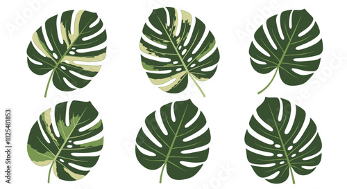 Illustration of tropical Monstera leaves, showcasing both classic solid green and diverse variegated patterns on a clean white background.