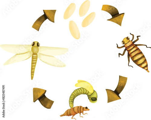 Watercolor Dragonfly Life Cycle Illustration, Watercolor Dragonfly Life Cycle Diagram, Dragonfly Eggs to Adult Illustration, Cute Dragonfly Metamorphosis Chart, Dragonfly Nymph to Adult Stages