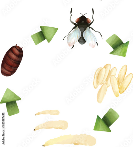 Watercolor Fly Life Cycle Illustration, Housefly Growth Stages Diagram, Cute Fly Metamorphosis Chart, Fly Egg to Adult Life Cycle Art, fly stage diagram for kid