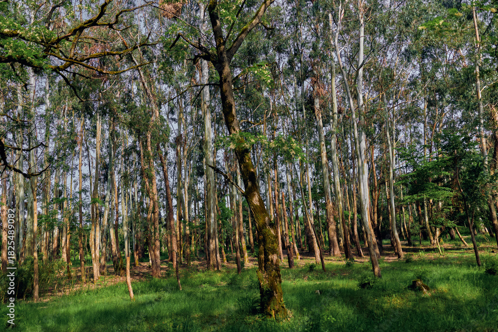 Naklejka premium Birch forest trees and woodland with moss covered trunks and green grass, sunlight filtering through canopy creating dappled light and serene peaceful atmosphere in summer nature.