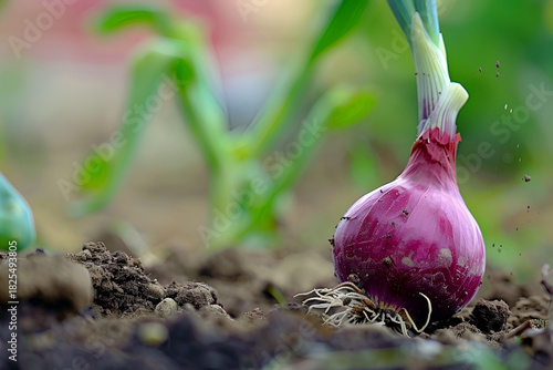 Harvested Onion in Earth: A close-up shot of a freshly harvested onion, its vibrant bulb emerging from the earth. The detail of the soil and plant captures the essence of fresh food.