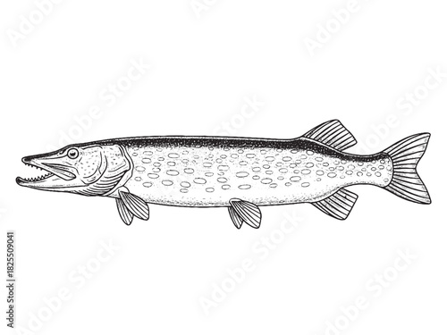 Pike Fish Monochrome Hand Drawn Illustration
