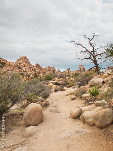 Joshua Tree National Park near Twentynine Palms during a summer season in California, USA