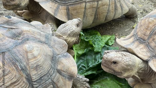 Sucata tortoise eating vegetables with nature background
