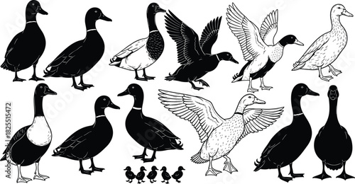 Set of vector illustrations featuring ducks in various poses including silhouettes and line art styles, flying and standing, isolated on white background.