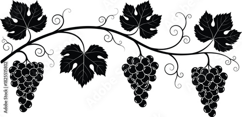 Silhouette grapevine branch vector illustration, black bunches of grapes with leaves, decorative wine border design, isolated horizontal fruit ornament for winery label