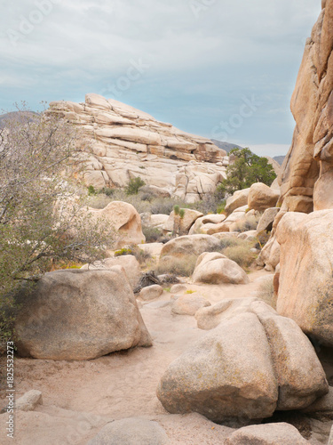 Joshua Tree National Park near Twentynine Palms during a summer season in California, USA