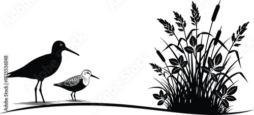 Silhouette of two sandpipers standing near marsh reeds, wetland nature landscape with water birds and cattails plant, vector illustration design isolated.