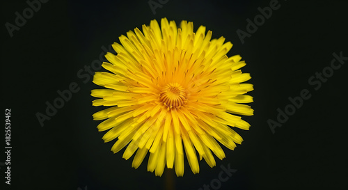 Close up shot of a vibrant yellow dandelion flower against a stark black background in sharp focus