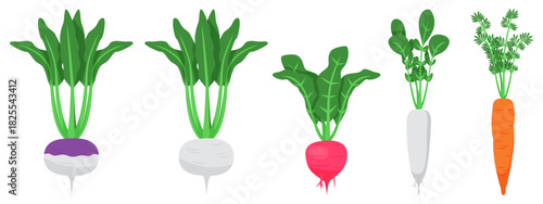Fresh vegetables set beetroot radish carrot turnip with different color  for cookbook and vegan food