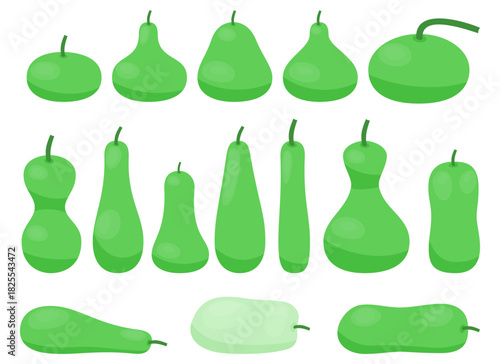 Fresh various type gourd collection with different color and shape bottle gourd for cookbook and vegan food