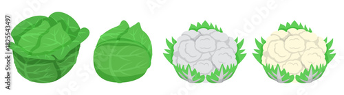 Fresh cauliflower cabbage collection with different color for cookbook and vegan food