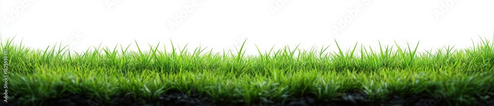Fototapeta premium lush vibrant green grass blades in layered strip on a white background evoking freshness and calm