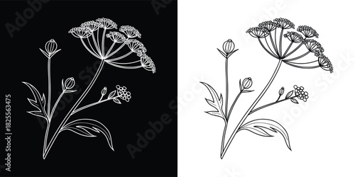 Delicate dill flower illustration with buds and leaves, black and white sketch