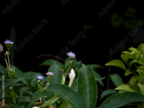 Tiny Lavender Wildflowers Emerging From Lush Green Leaves on Dark Background in late autumn
