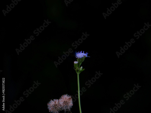 Tiny Purple Wildflower on Black Background – Minimal Nature Art in Hanoi, Vietnam in late autumn