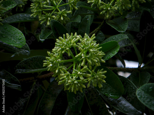 Rain-Damp Green Buds in Shadow – Moody Garden Close-Up in Hanoi, Vietnam in late autumn