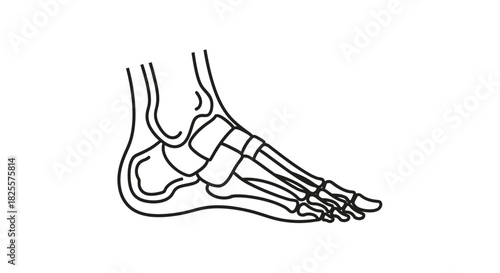 Anatomical line art illustration of the human foot skeleton, showing the bone structure of the ankle and tarsals in a side view