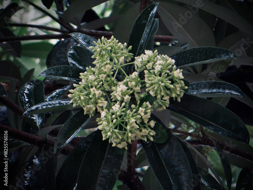 Rainy Day White Flower Cluster on Dark Green Leaves – Moody Nature in Hanoi, Vietnam in late autumn