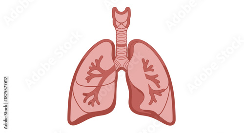 Anatomical Illustration of Human Lungs Showing Trachea, Bronchial Tubes and Airways in Detail