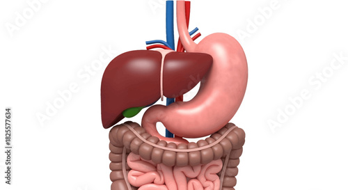 Anatomical 3D model of the human upper digestive system, showing the liver, stomach, and intestines against a white background