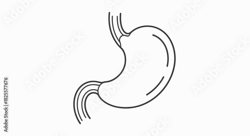 Minimalist black and white line art depicting the human stomach, a vital component of the digestive tract, illustrating its fundamental form and connections