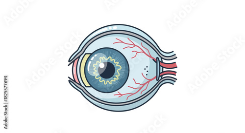 Anatomical cross-section of the human eyeball showing internal structures for medical education and science concepts