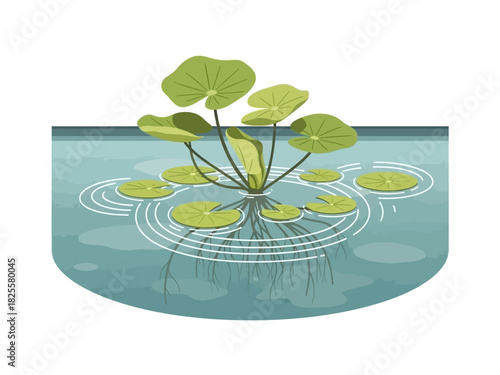 Isolated illustration of a floating aquatic plant with green circular leaves and an underwater root system in a tranquil pond