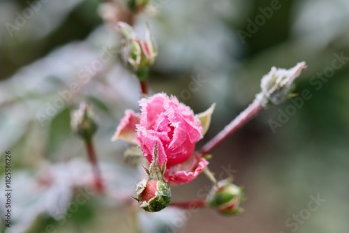 Pink rose bud and green rosebuds covered in hoarfrost displaying delicate nature, cold climate, and winter floral beauty