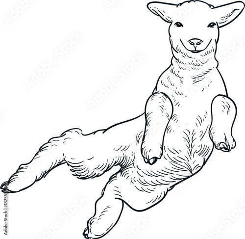 Vintage hand drawn sketch of jump sheep side