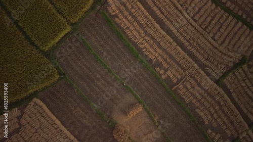 Aerial view of rice fields after harvest with evening sunlight agriculture