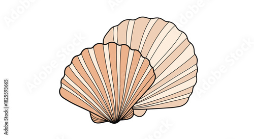Two overlapping scallop shells with ribbed patterns, colored in warm tones, isolated on a white background, representing marine life and seafood.