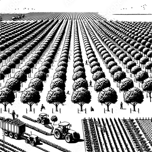 Agroforestry showing trees integrated with crops for sustainable agriculture and carbon sequestration farming system
