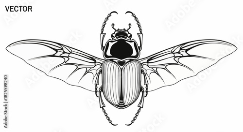 Detailed Scarab Beetle Illustration with Open Wings in Vector Format.