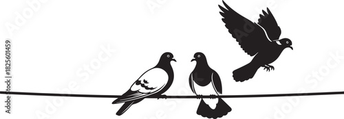 Pigeons on a wire taking flight in black and white