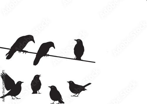 Silhouette of crows and ravens perched and standing together