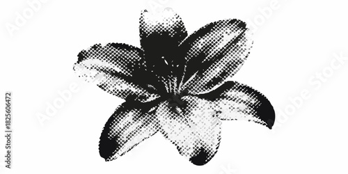 Monochrome lily flower with halftone pattern on white background