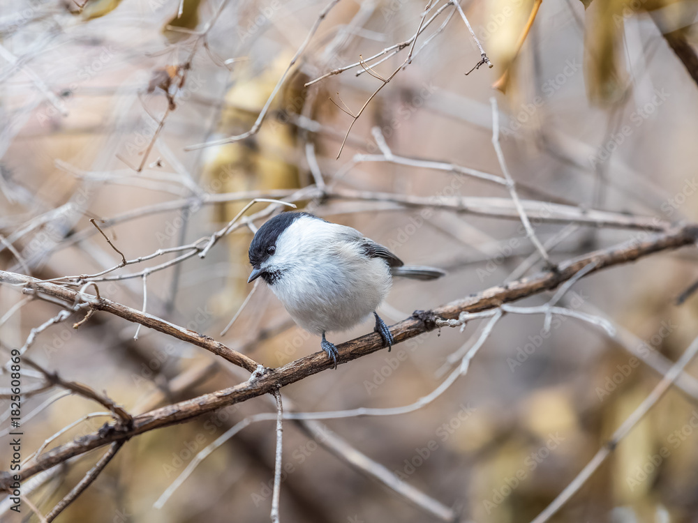 Fototapeta premium Cute bird the willow tit, song bird sitting on a branch without leaves in the winter.