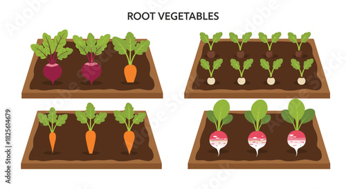 Fresh and nutritious root vegetables such as beets, carrots, radishes, and turnips thrive in organized garden plots.
